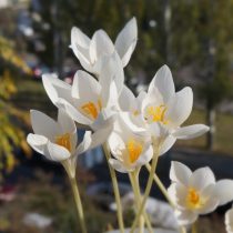 Крокус прекрасный «Альбус» (Crocus speciosus 'Albus') Крокус прекрасный «Альбус» (Crocus speciosus 'Albus')