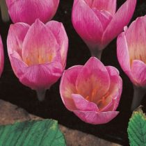 Крокус Кочи «Зонатус» (Crocus kotschyanus Zonatus) Крокус Кочи «Зонатус» (Crocus kotschyanus Zonatus)