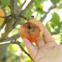 Плодовая гниль яблока (монилиальная гниль, монилиоз)