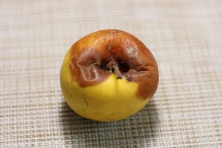 Начальная стадия оливковой плесени яблока Начальная стадия оливковой плесени яблока