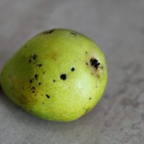 Парша груши Парша груши