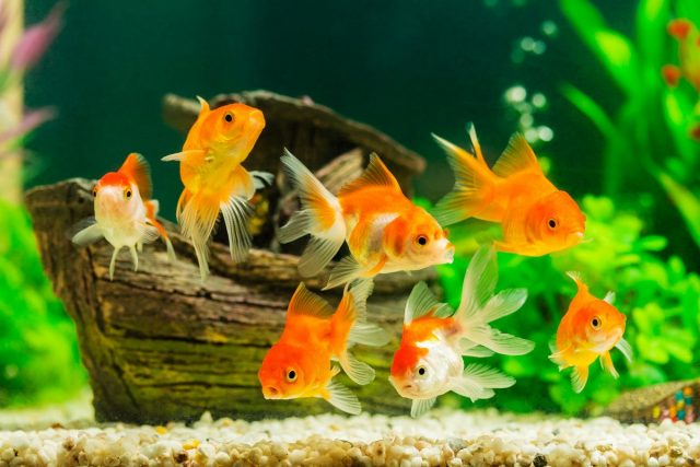 10 ошибок начинающих аквариумистов