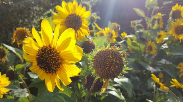 Подсолнечник однолетний, или Подсолнечник масличный (Helianthus annuus) — очень светолюбивое растение Подсолнечник однолетний, или Подсолнечник масличный (Helianthus annuus) — очень светолюбивое растение