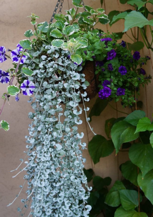 Дихондра (Dichondra) «Серебрянные нити» Дихондра (Dichondra) «Серебрянные нити»