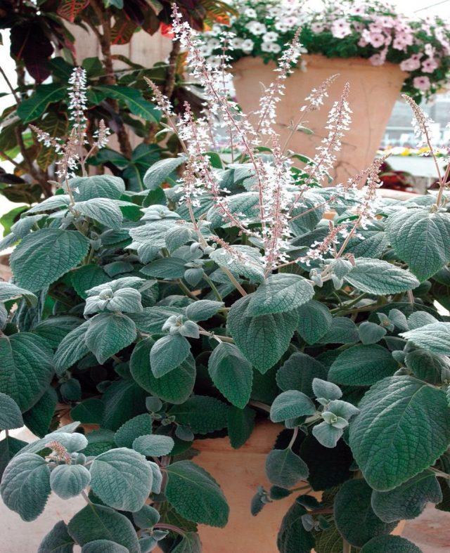 Плектрантус (Plectranthus) Silver Shield Плектрантус (Plectranthus) Silver Shield