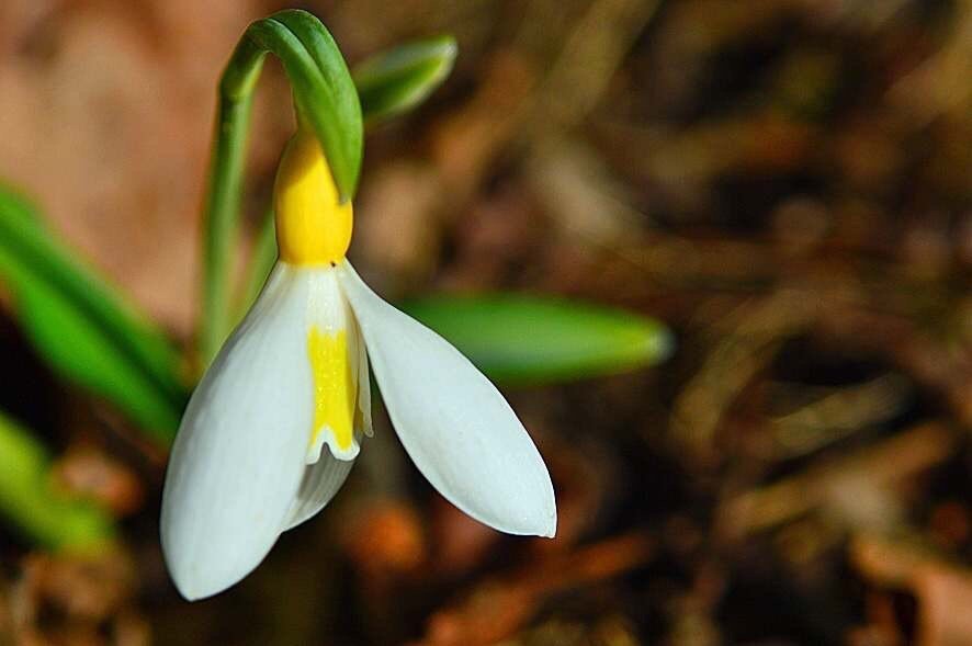 Galanthus-plicatus-Wendys-Gold-1