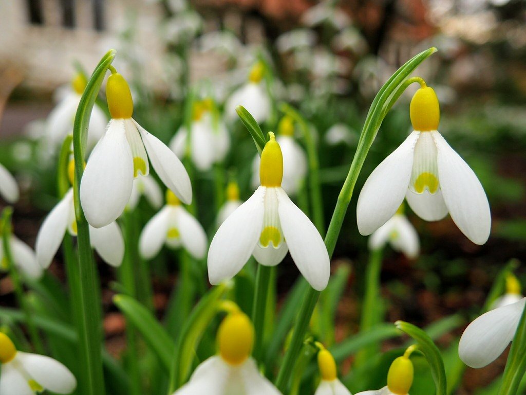 Galanthus-plicatus-Wendys-Gold-2