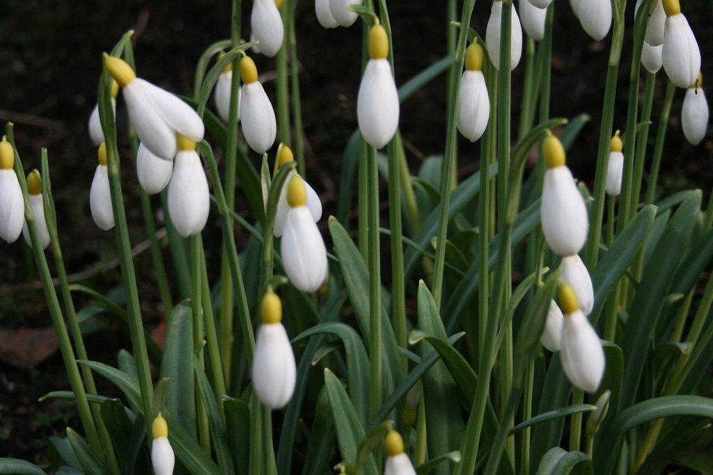 Galanthus-plicatus-Wendys-Gold-3