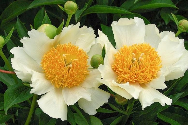 Paeonia-lactiflora-Claire-de-Lune-1