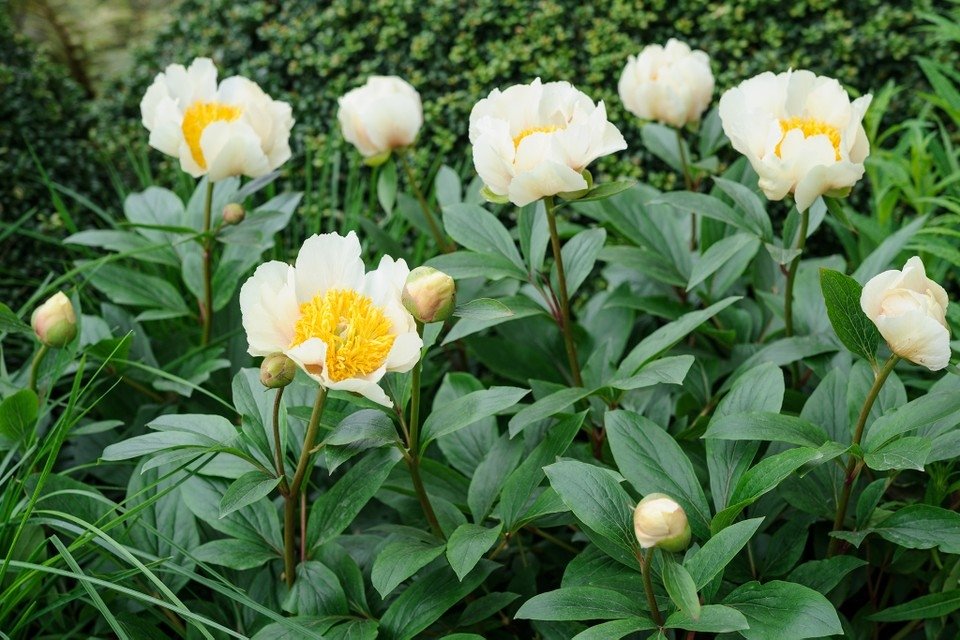 Paeonia-lactiflora-Claire-de-Lune-2