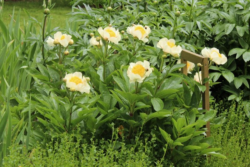 Paeonia-lactiflora-Claire-de-Lune-3