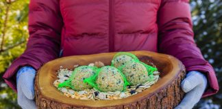Чем можно и нельзя кормить птиц зимой?