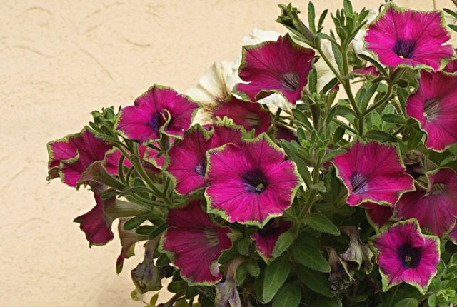 Супертуния «Пикассо» (Supertunia 'Picasso') Супертуния «Пикассо» (Supertunia 'Picasso')