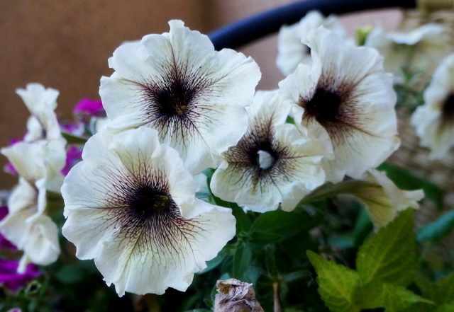 Супертуния «Латте» (Supertunia 'Latte') Супертуния «Латте» (Supertunia 'Latte')