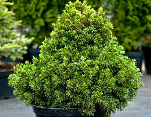 Ель «Томпа» (Picea 'Tompa') Ель «Томпа» (Picea 'Tompa')