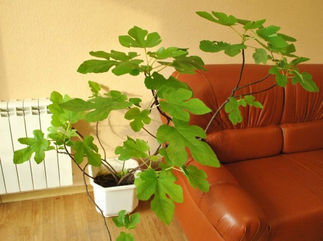 Инжир, винная ягода, или Фикус карика (Ficus carica) Инжир, винная ягода, или Фикус карика (Ficus carica)