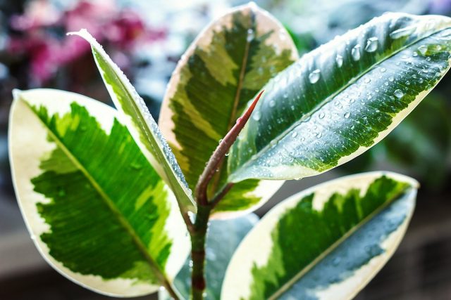 Фикус каучуконосный, или эластичный (Ficus elastica) Фикус каучуконосный, или эластичный (Ficus elastica)