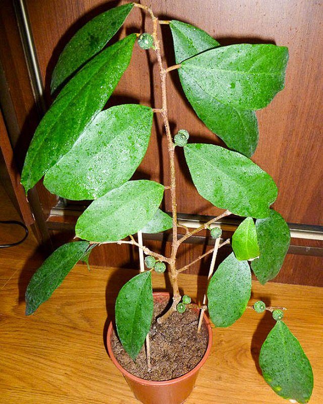 Фикус постенный (Ficus parietalis) Фикус постенный (Ficus parietalis)