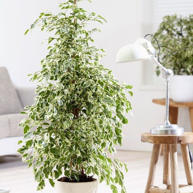 Фикус Бенджамина (Ficus benjamina) Фикус Бенджамина (Ficus benjamina)