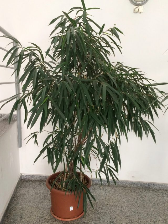 Фикус биннендийка, или Иволистный (Ficus binnendijkii) Фикус биннендийка, или Иволистный (Ficus binnendijkii)