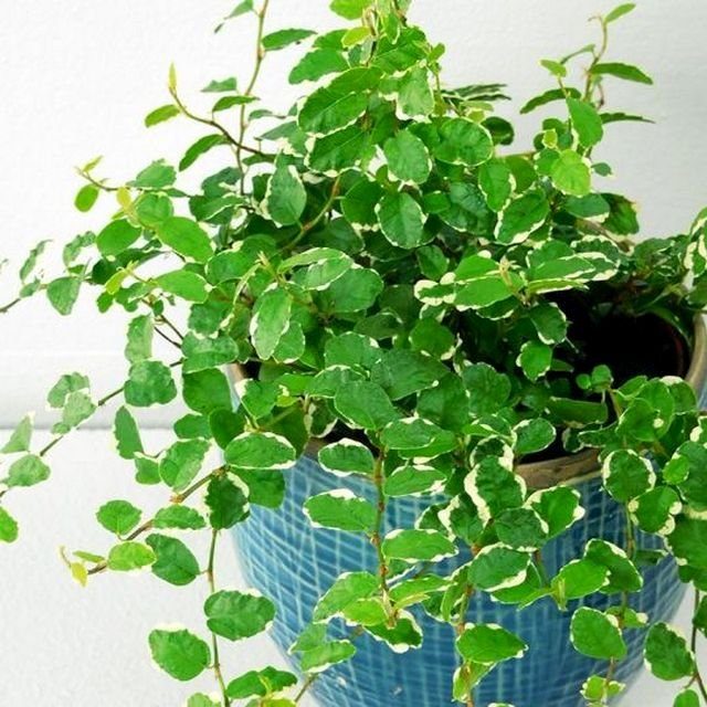 Фикус карликовый (Ficus pumila) Фикус карликовый (Ficus pumila)