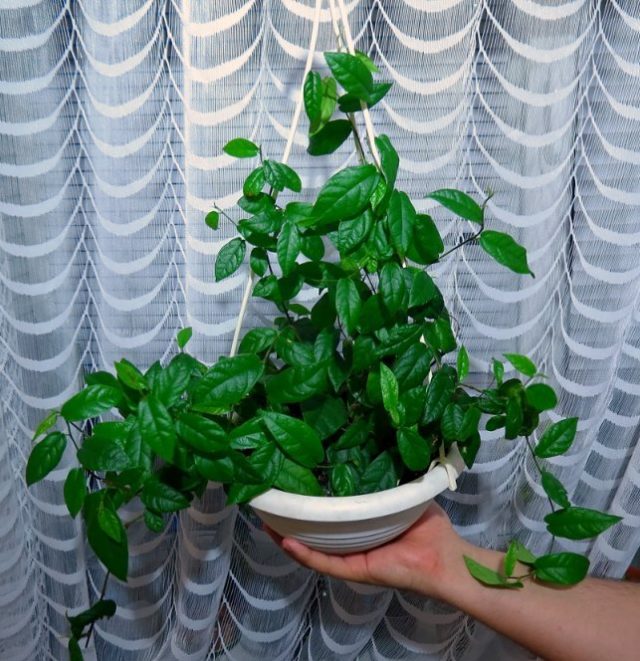 Фикус стреловидный (Ficus sagittata), или Фикус укореняющийся (Ficus radicans) Фикус стреловидный (Ficus sagittata), или Фикус укореняющийся (Ficus radicans)