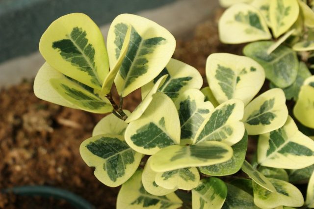 Фикус натальский (Ficus natalensis), или Фикус треугольный (Ficus triangularis) Фикус натальский (Ficus natalensis), или Фикус треугольный (Ficus triangularis)