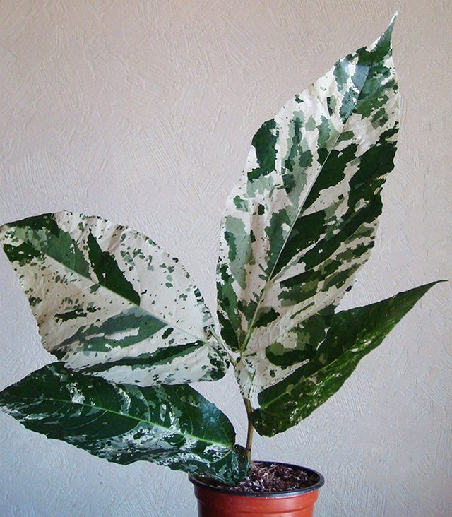 Фикус шершавый (Ficus aspera) Фикус шершавый (Ficus aspera)