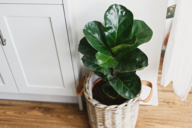 Фикус лировидный (Ficus lyrata) Фикус лировидный (Ficus lyrata)