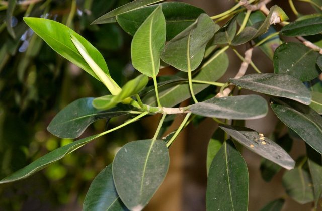 Фикус равнолистный (Ficus rubiginosa) Фикус равнолистный (Ficus rubiginosa)