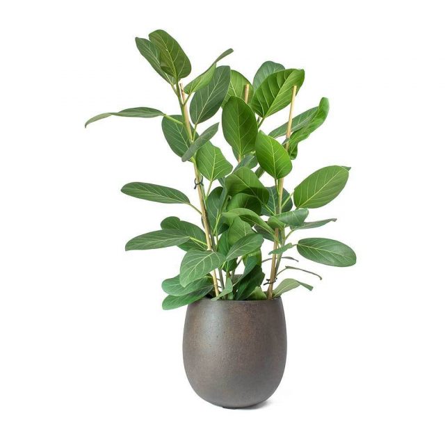 Фикус бенгальский, или Баньян (Ficus benghalensis) Фикус бенгальский, или Баньян (Ficus benghalensis)