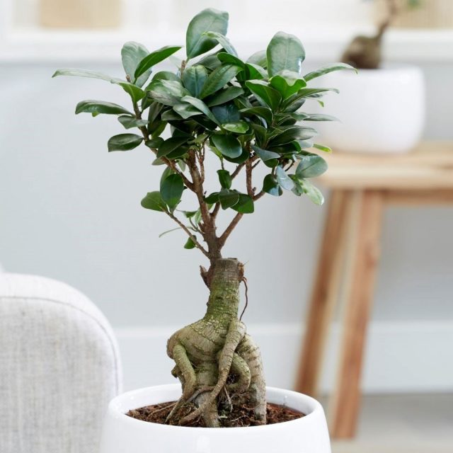 Фикус мелкоплодный (Ficus microcarpa) Фикус мелкоплодный (Ficus microcarpa)