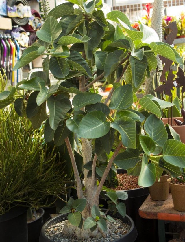 Фикус Палмера (Ficus palmeri) Фикус Палмера (Ficus palmeri)