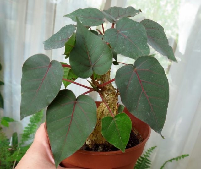 Фикус черешковый (Ficus petiolaris) Фикус черешковый (Ficus petiolaris)