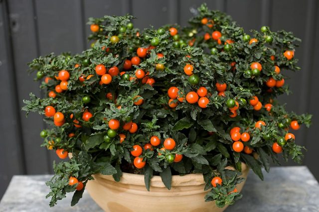 Паслен ложноперечный (Solanum pseudocapsicum) Паслен ложноперечный (Solanum pseudocapsicum)