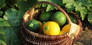 Круглые кабачки — вкуснейшая альтернатива традиционным