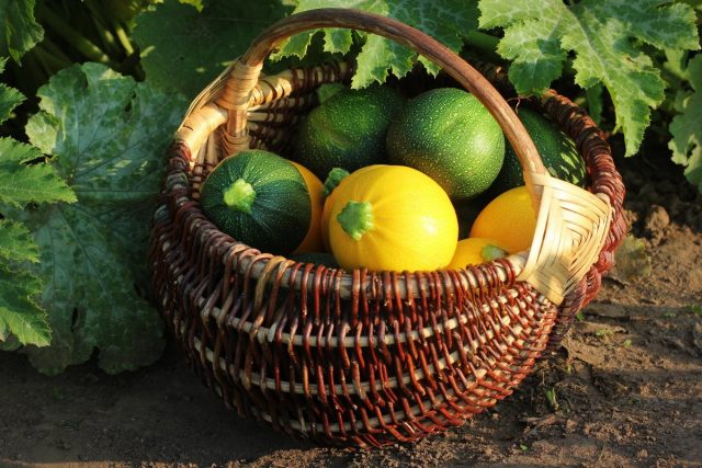 Круглые кабачки — вкуснейшая альтернатива традиционным Круглые кабачки — вкуснейшая альтернатива традиционным