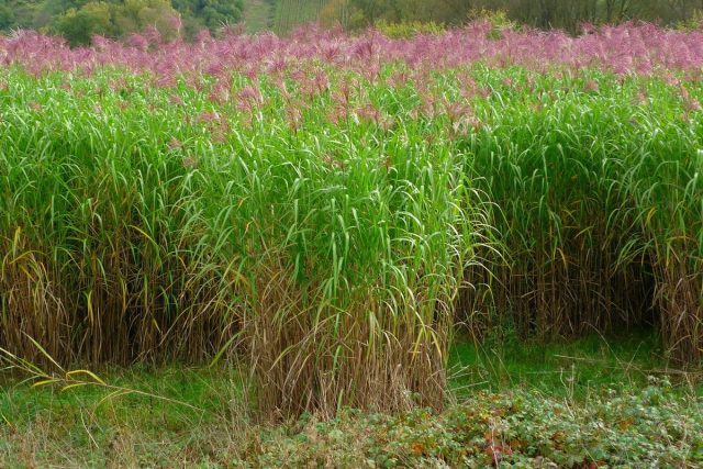 Мискантус гигантский (Miscanthus x giganteus) Мискантус гигантский (Miscanthus x giganteus)