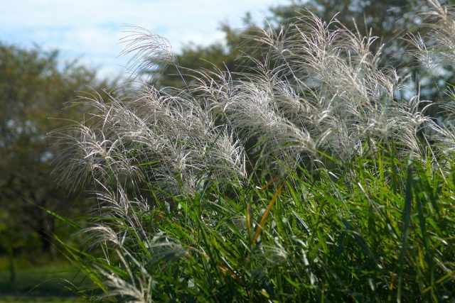 Мискантус сахароцветный (Miscanthus sacchariflorus) Мискантус сахароцветный (Miscanthus sacchariflorus)