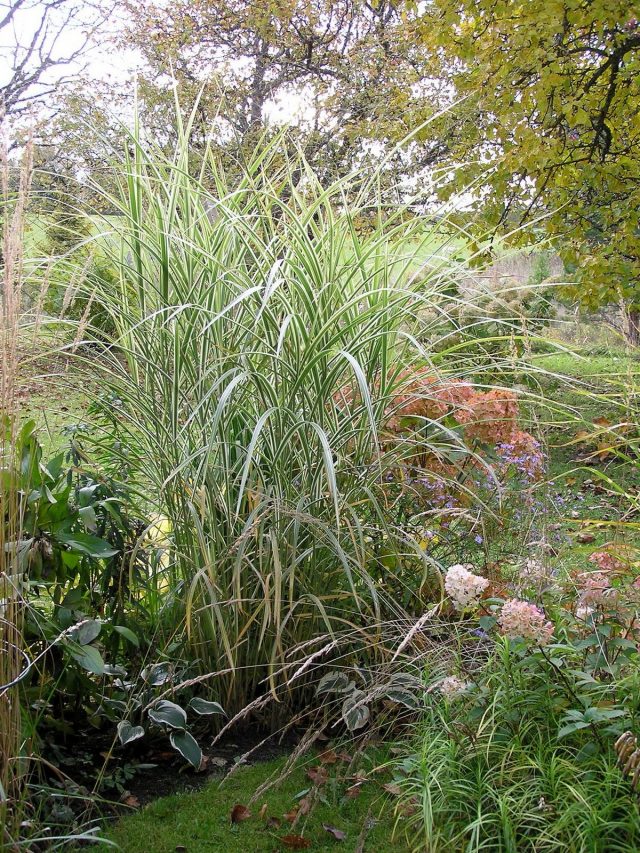 Мискантус китайский (Miscanthus sinensis) 'Variegatus' Мискантус китайский (Miscanthus sinensis) 'Variegatus'