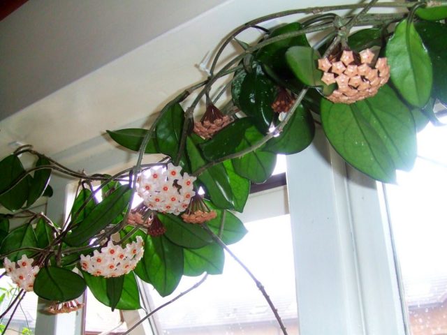 Хойя мясистая (Hoya carnosa) Хойя мясистая (Hoya carnosa)