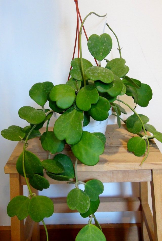 Хойя Керра (Hoya Kerrii) хойя Керра (Hoya Kerrii)