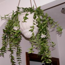 Хойя прекрасная (Hoya bella) Хойя прекрасная (Hoya bella)