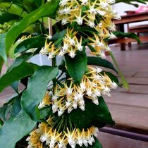 Хойя многоцветковая (Hoya multiflora) Хойя многоцветковая (Hoya multiflora)