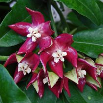 Хойя величественная (Hoya imperialis) Хойя величественная (Hoya imperialis)