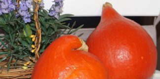 Потимарон, или тыквокаштан — чудо-овощ из Франции или обычная тыква?