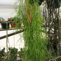 Рипсалис кампос-порто (Rhipsalis campos-portoana) Рипсалис кампос-порто (Rhipsalis campos-portoana)