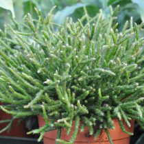 Рипсалис Бурчелла (Rhipsalis burchellii) Рипсалис Бурчелла (Rhipsalis burchellii)
