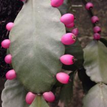 Рипсалис Рассела (Rhipsalis russellii) Рипсалис Рассела (Rhipsalis russellii)