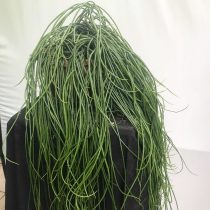 Рипсалис пушистый (Rhipsalis floccosa) Рипсалис пушистый (Rhipsalis floccosa)
